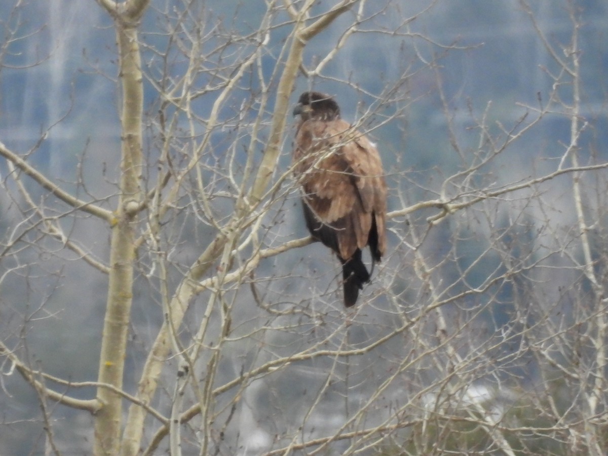 hvithodehavørn - ML646239130