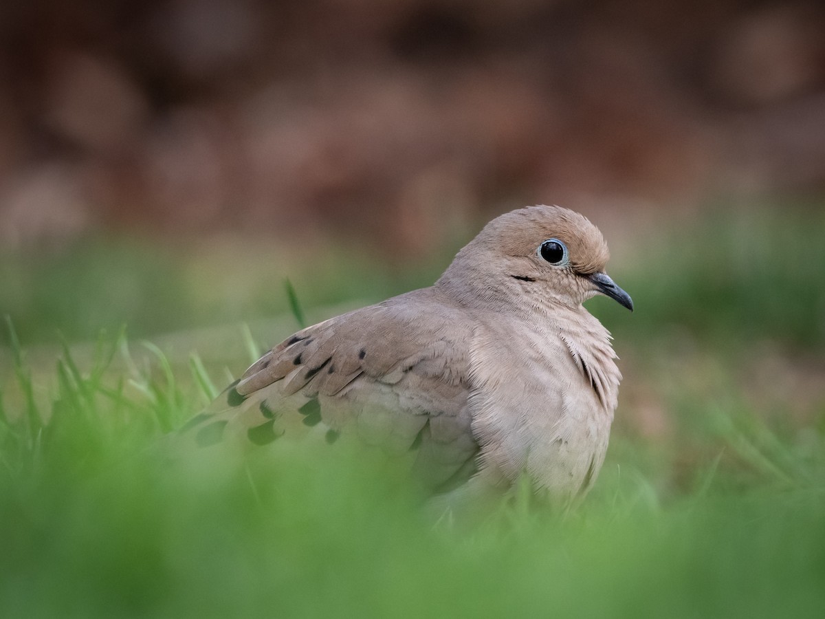 Mourning Dove - ML646239131