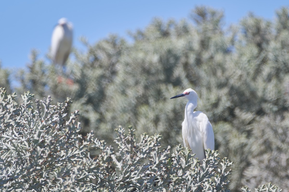 silkehegre - ML646239132