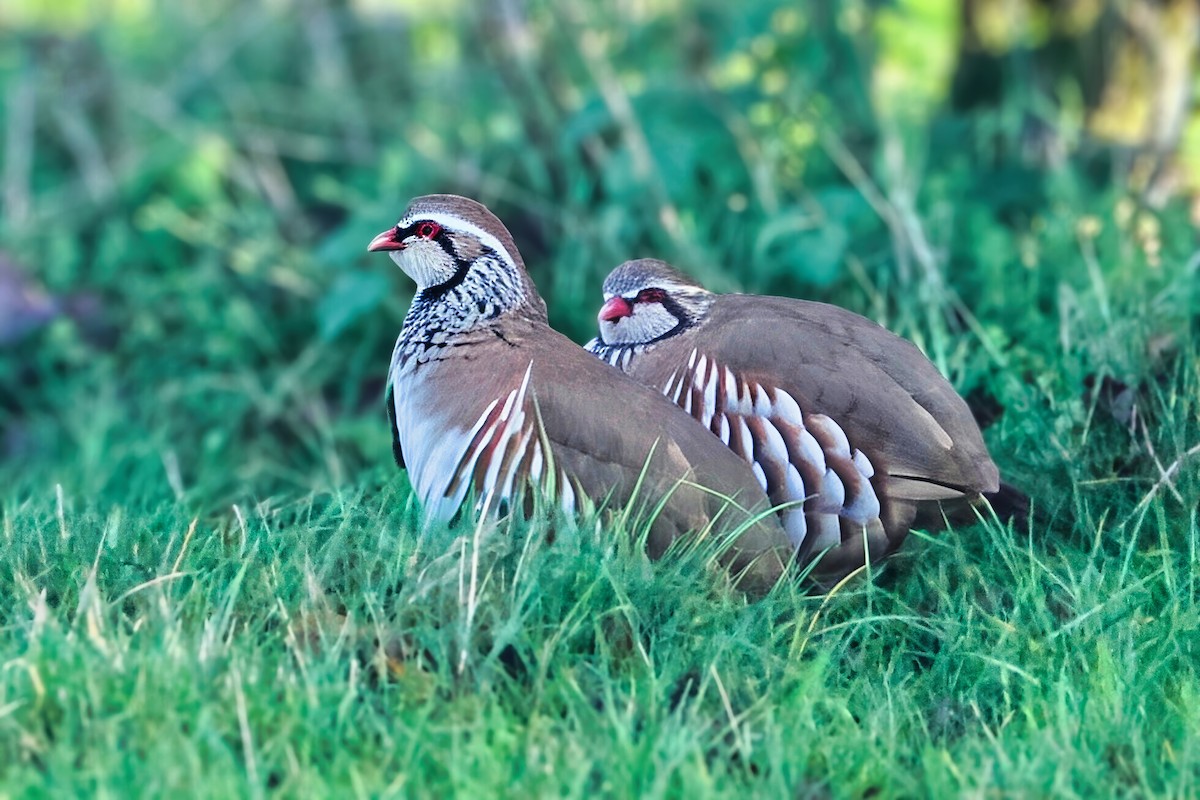 rødhøne - ML646239133