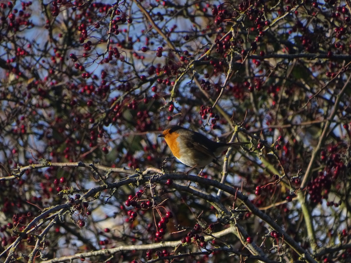 červenka obecná - ML646239134