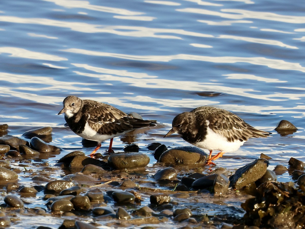 steinvender - ML646239135