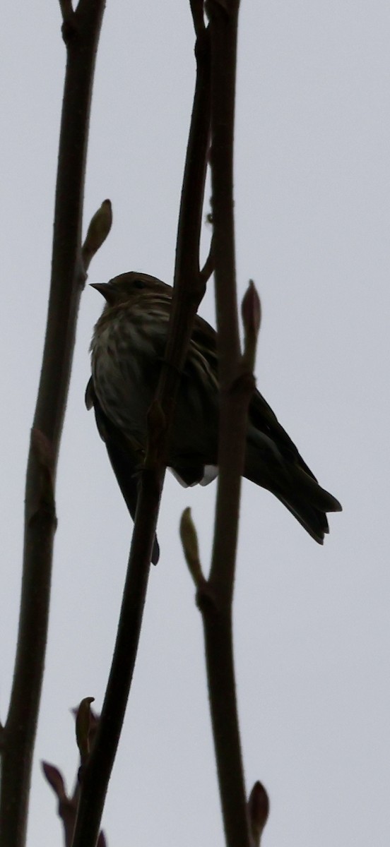 Pine Siskin - ML646239136
