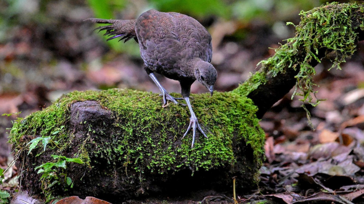 brunfasan - ML646239137