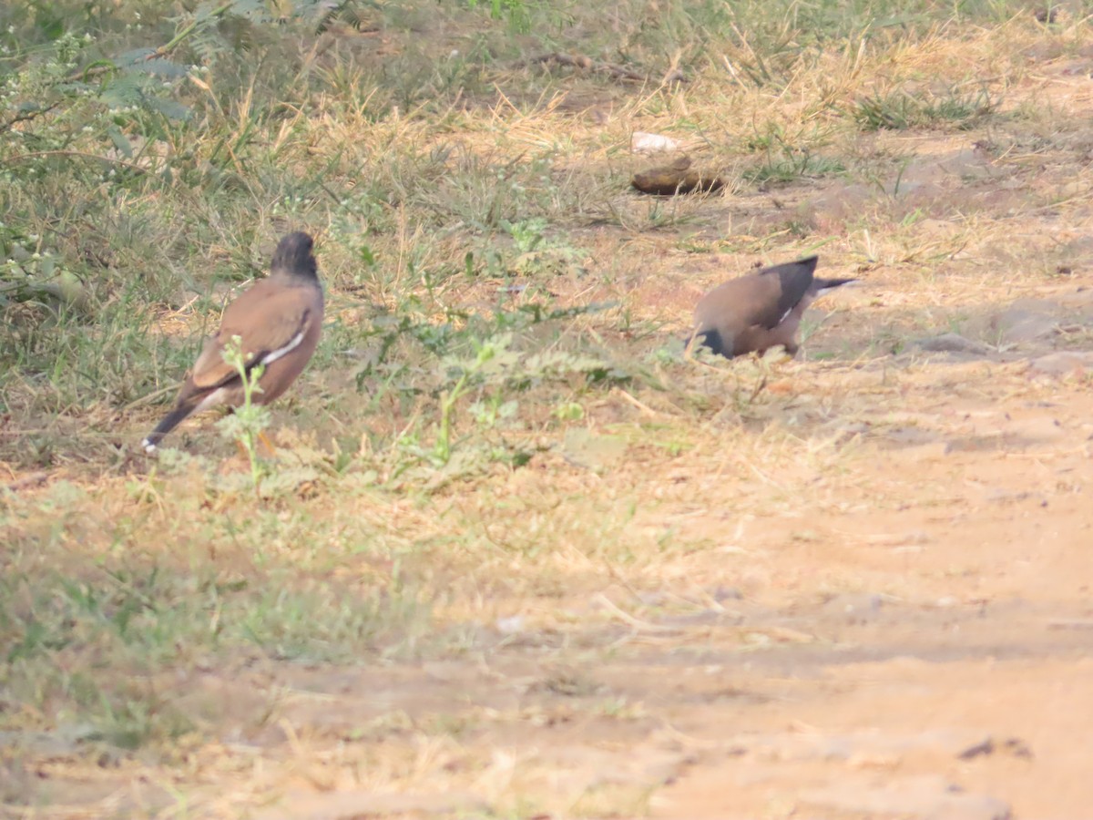 hyrdestær - ML646239138