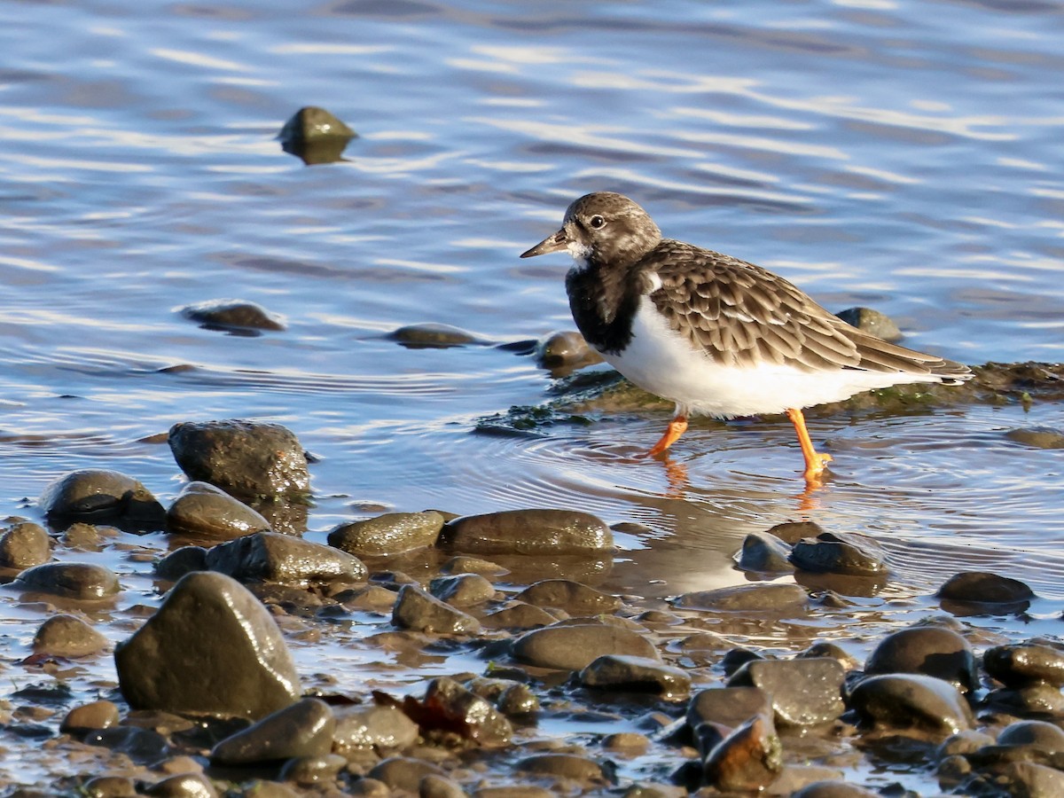 steinvender - ML646239139