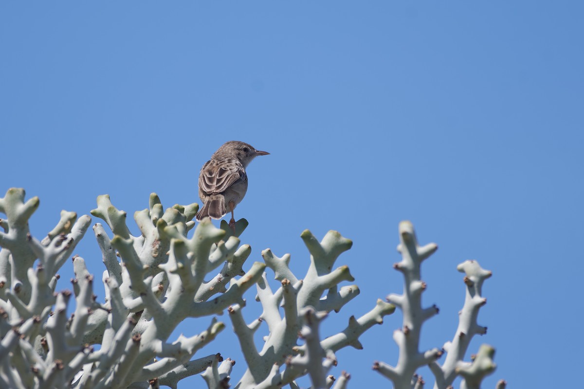 gassercistussanger - ML646239140