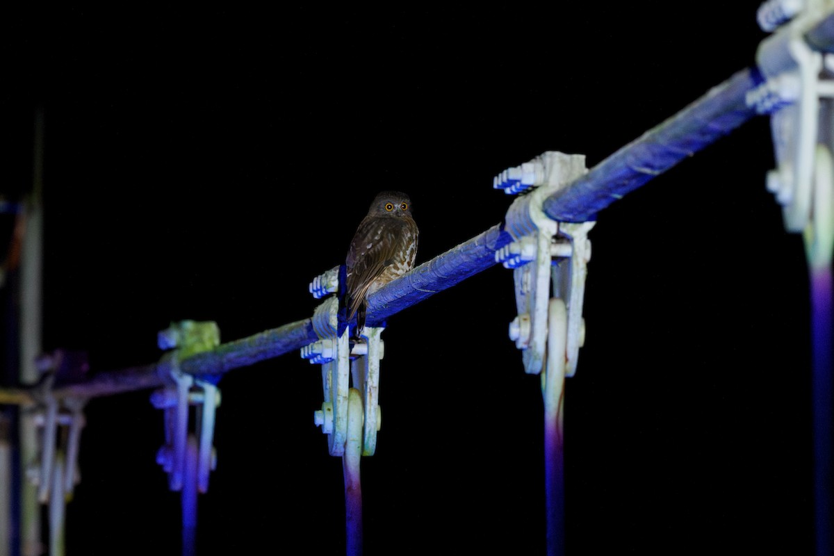 hjerteugle - ML646239141