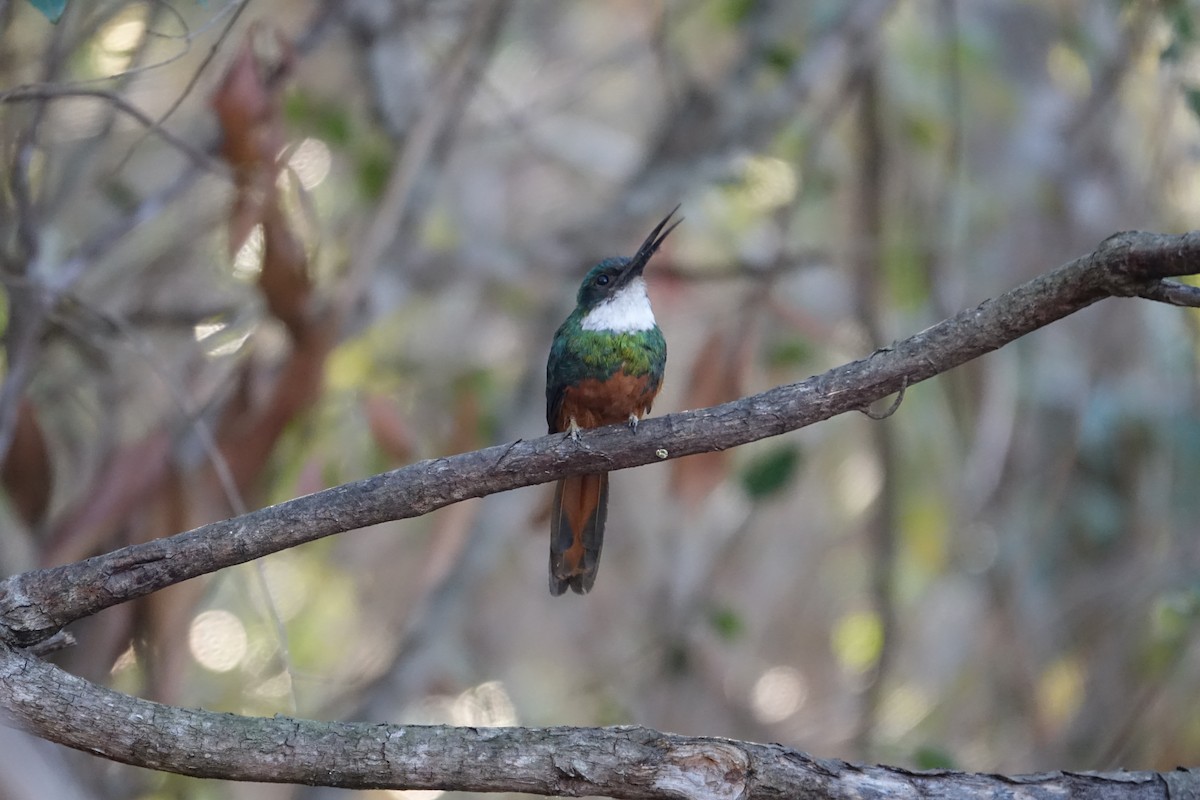 ruststjertjakamar - ML646239142