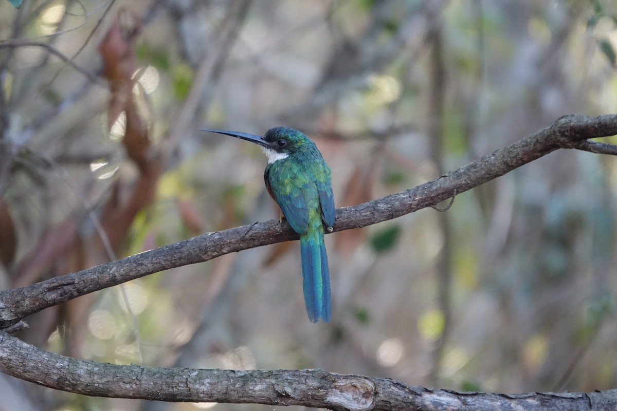 ruststjertjakamar - ML646239143