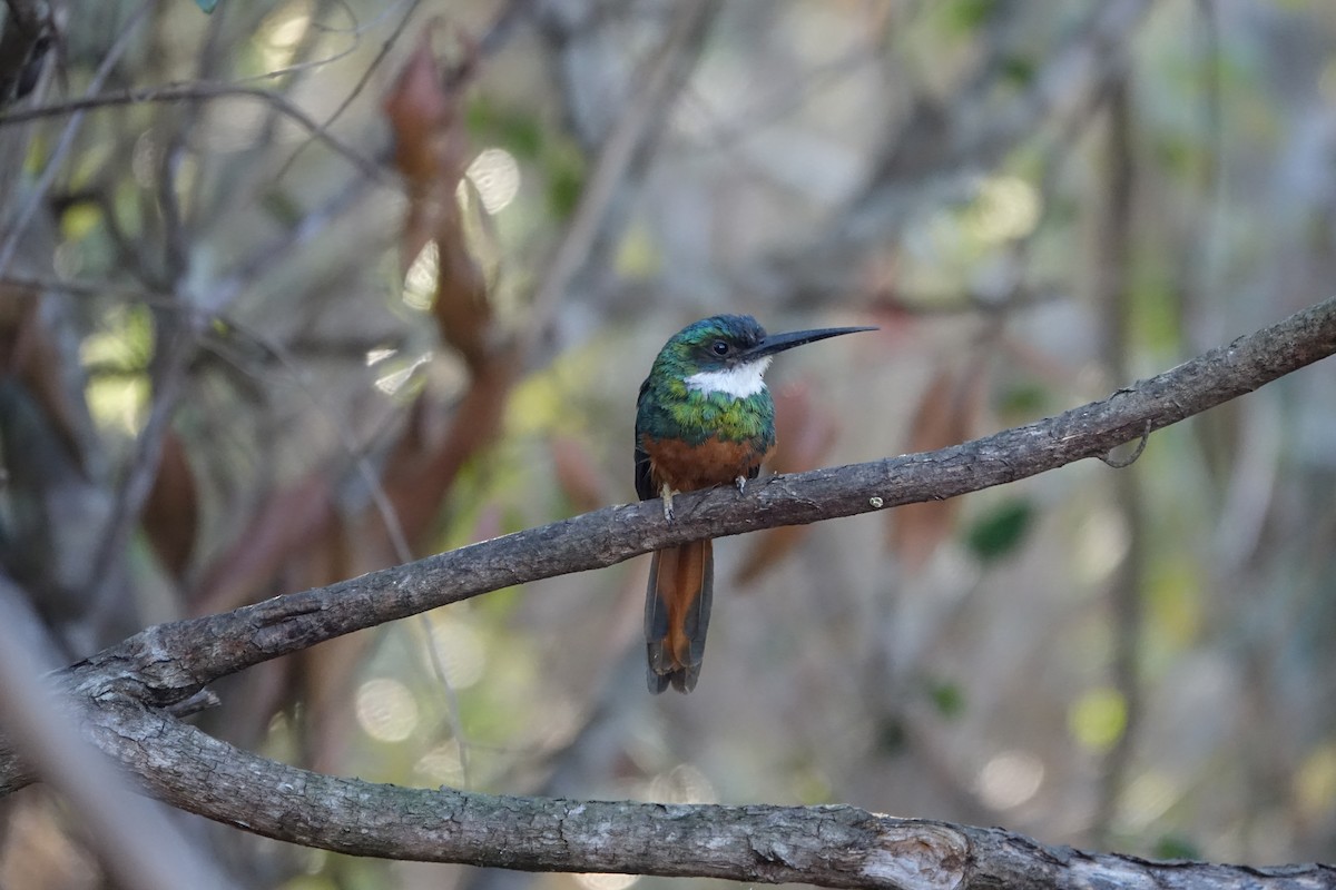 ruststjertjakamar - ML646239144