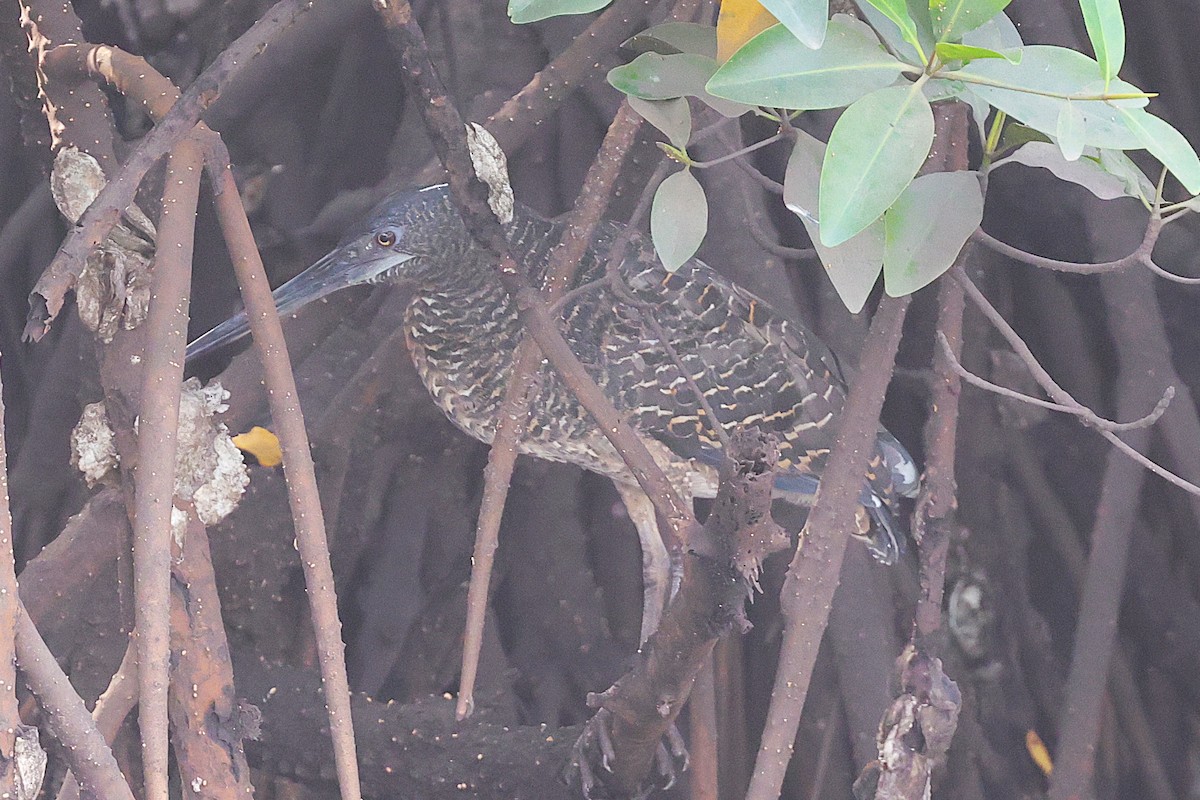 dusktigerhegre - ML646239145