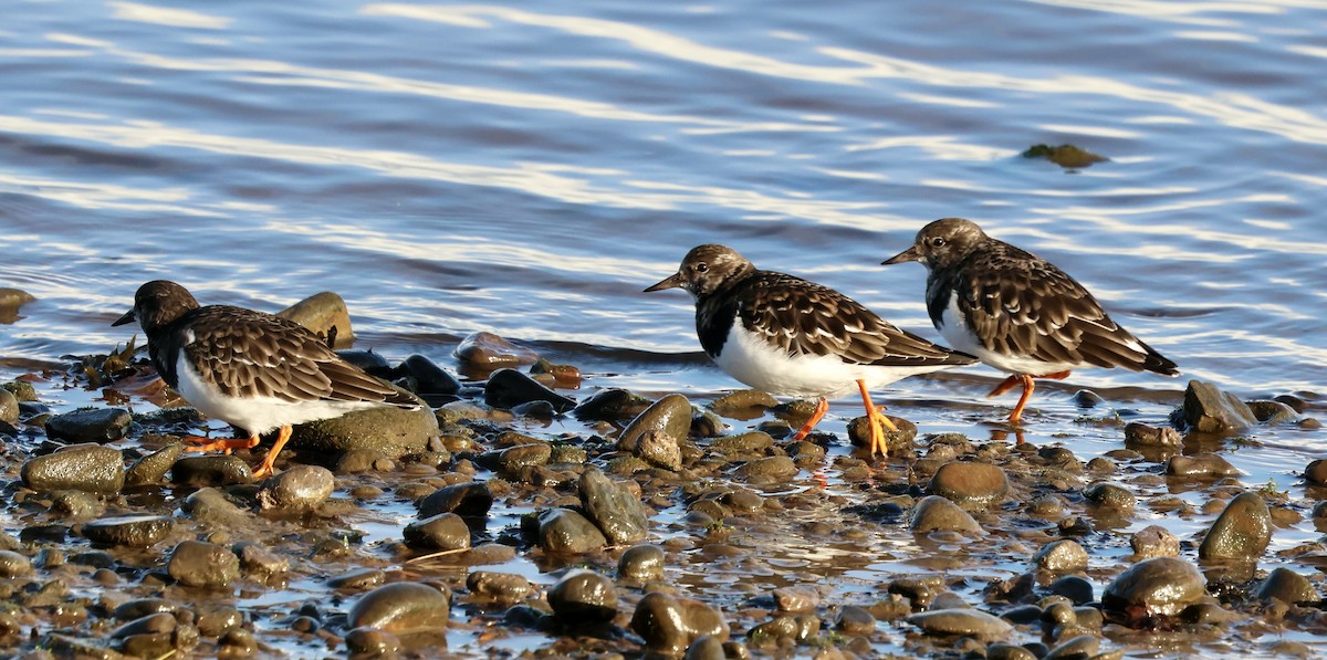 steinvender - ML646239146