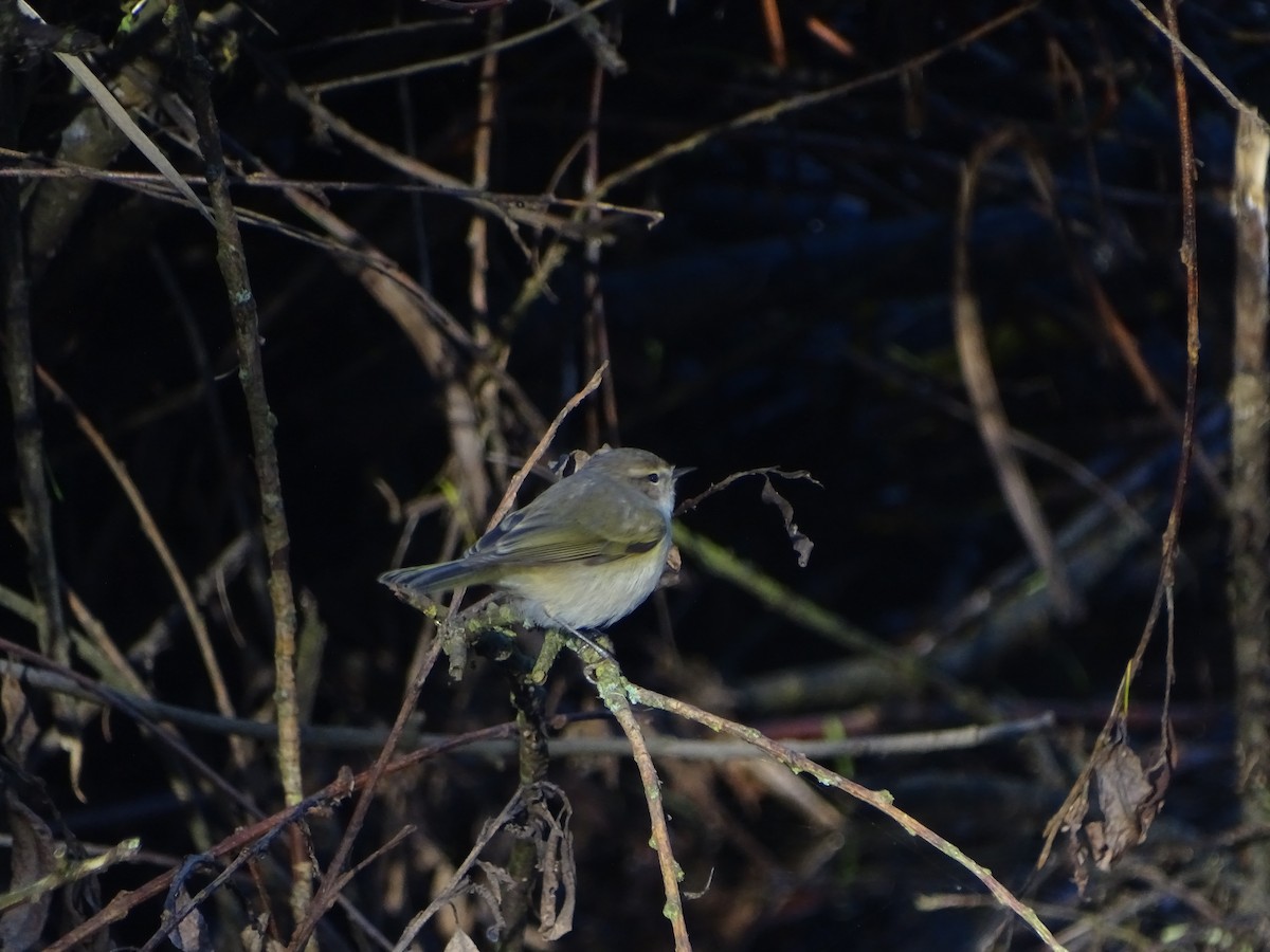 gransanger - ML646239149