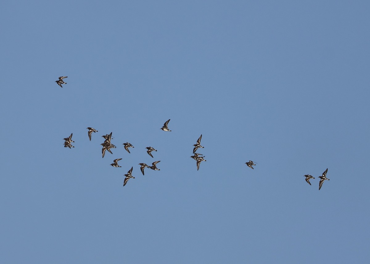 steinvender - ML646239150