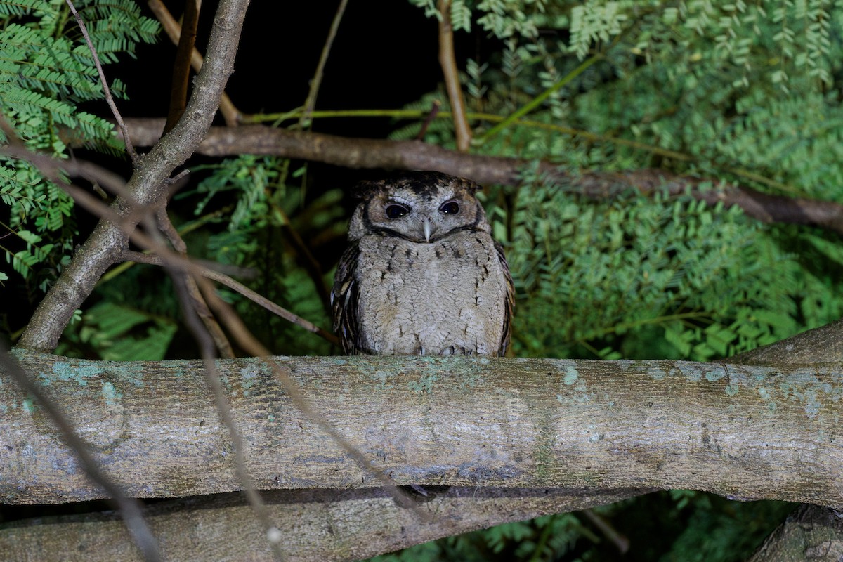 halsbåndugle - ML646239151