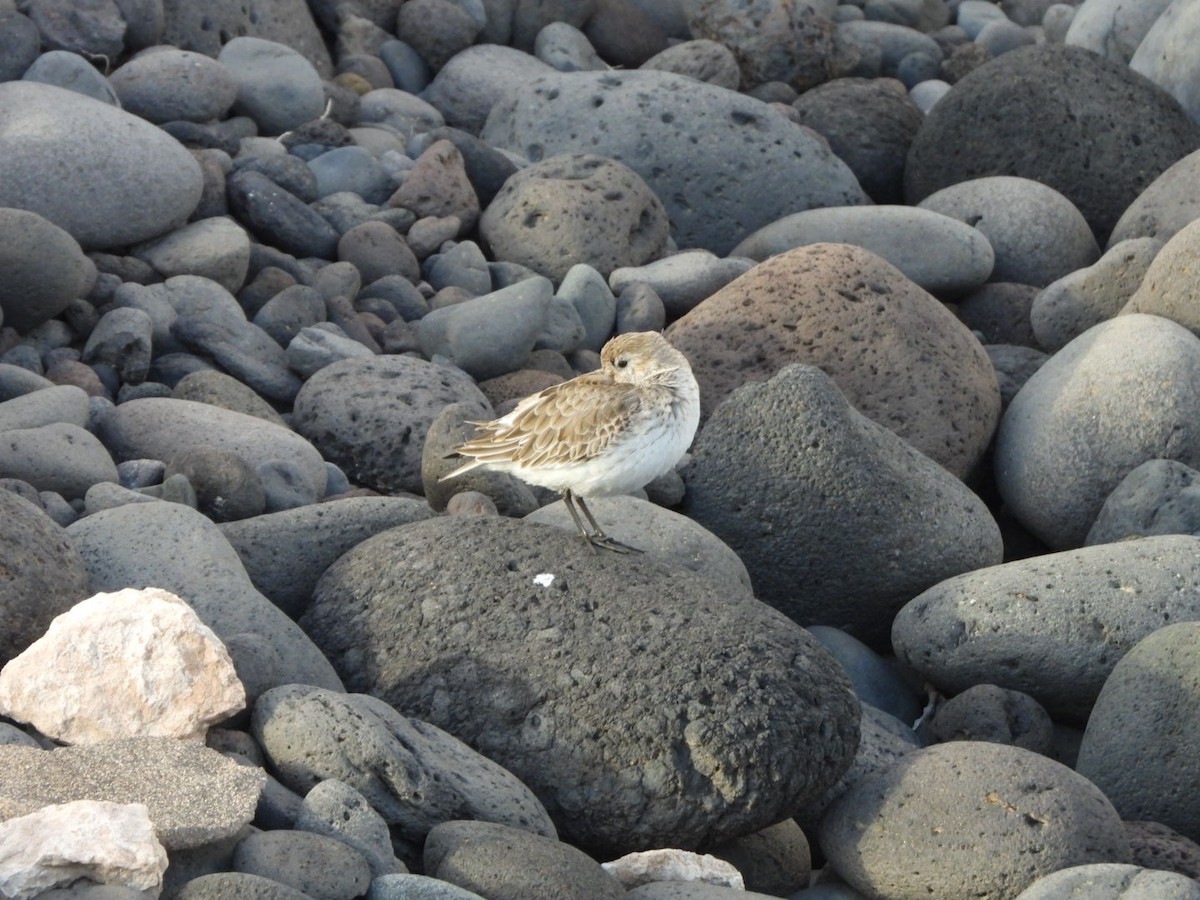 myrsnipe - ML646239152