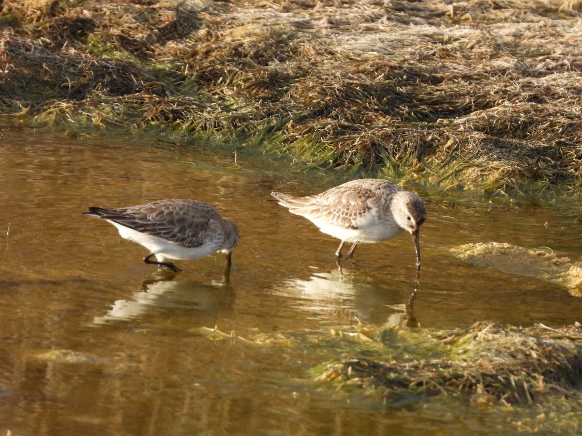 myrsnipe - ML646239153