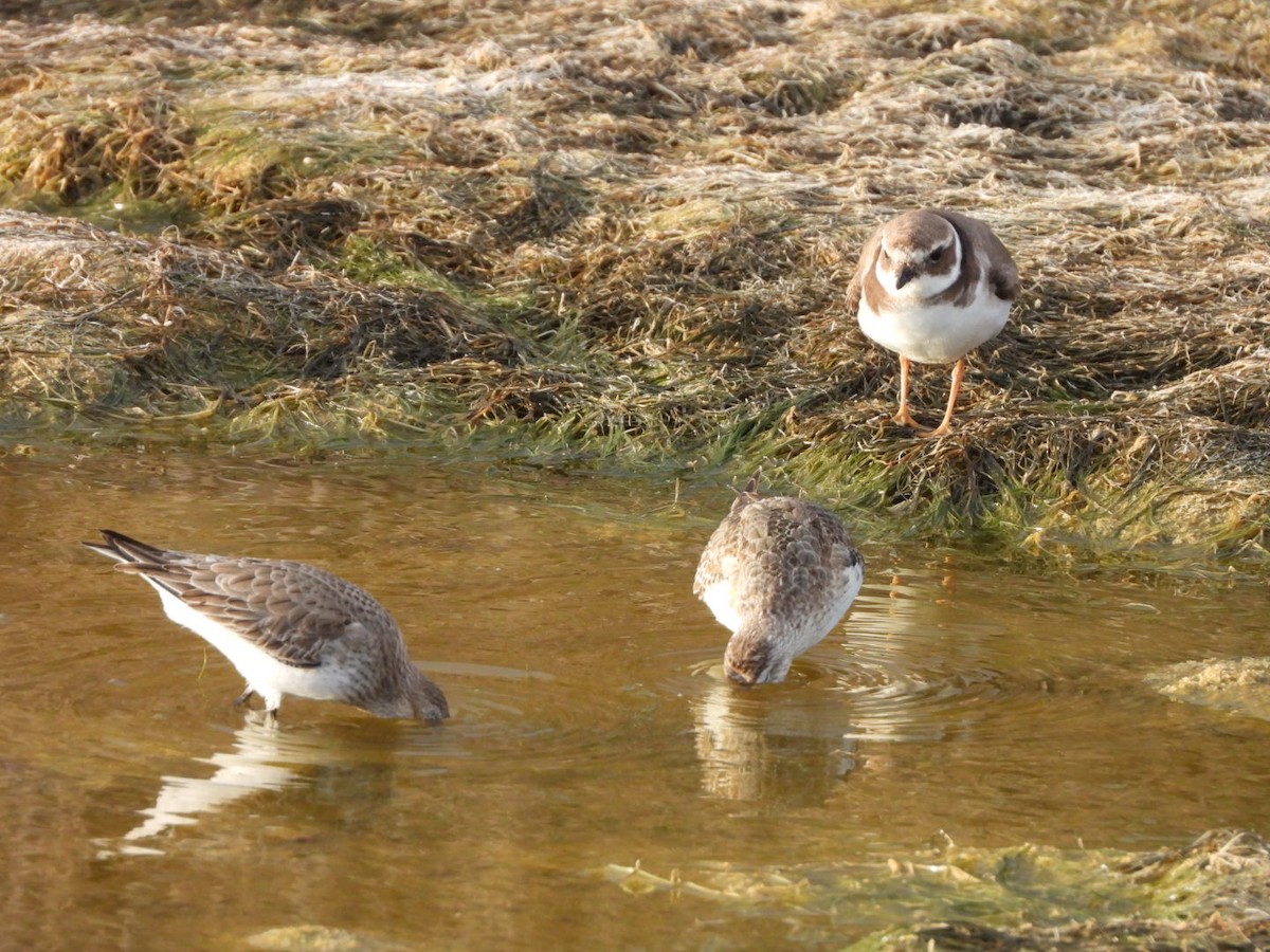 myrsnipe - ML646239154