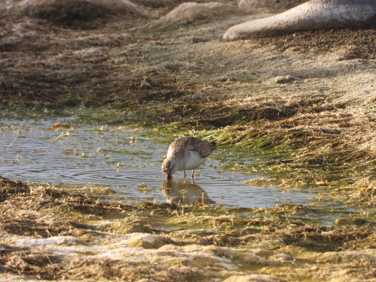 tundrasnipe - ML646239155