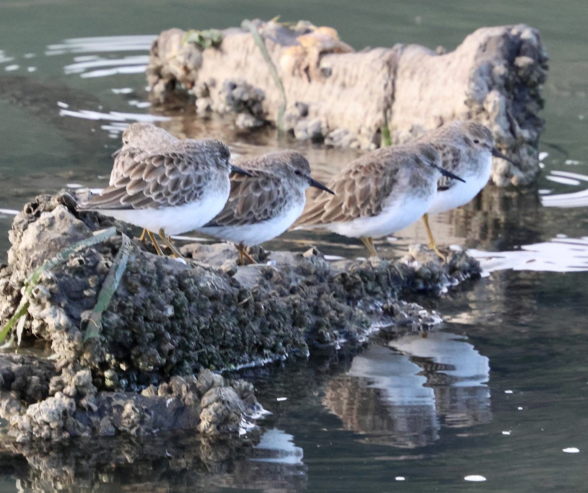 pygmésnipe - ML646239161