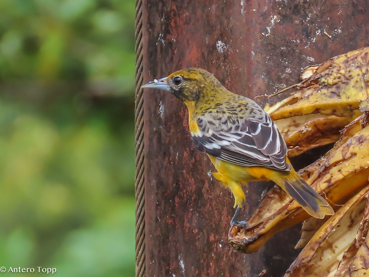 lundtrupial - ML646239168