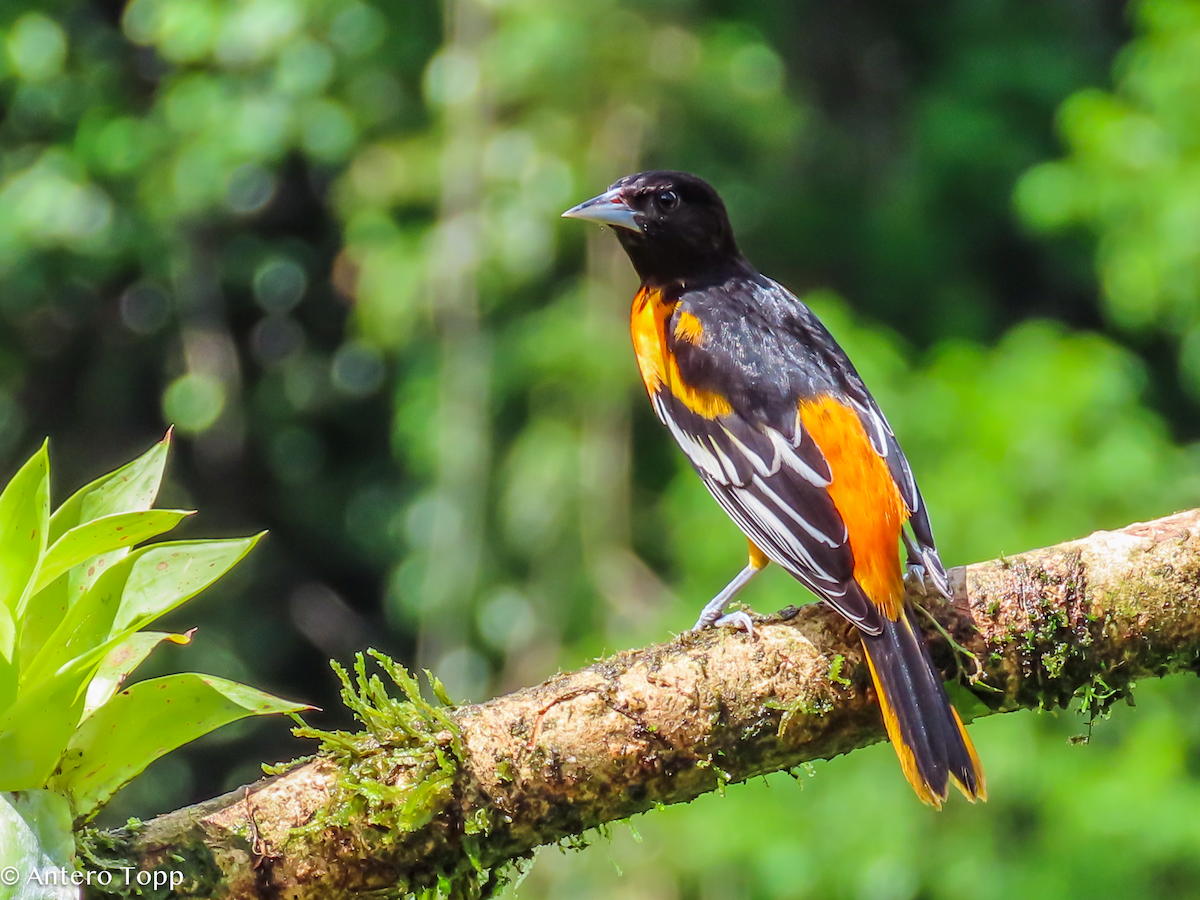 lundtrupial - ML646239169