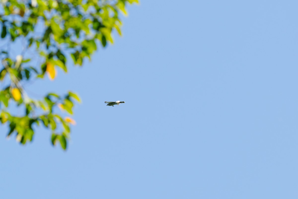 topphauk - ML646239170