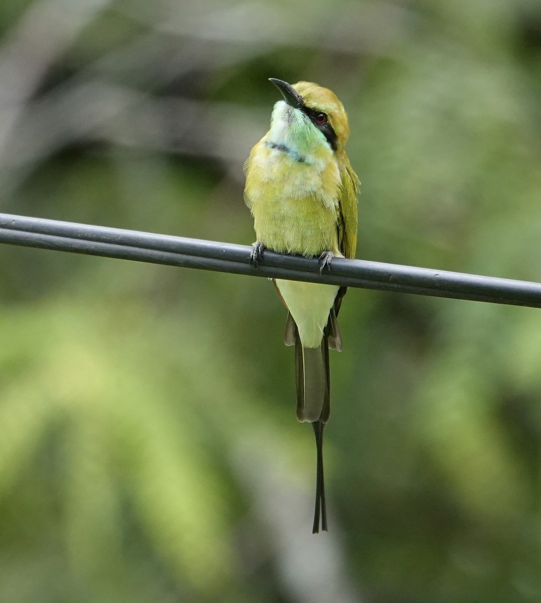 beryllbieter - ML646239171