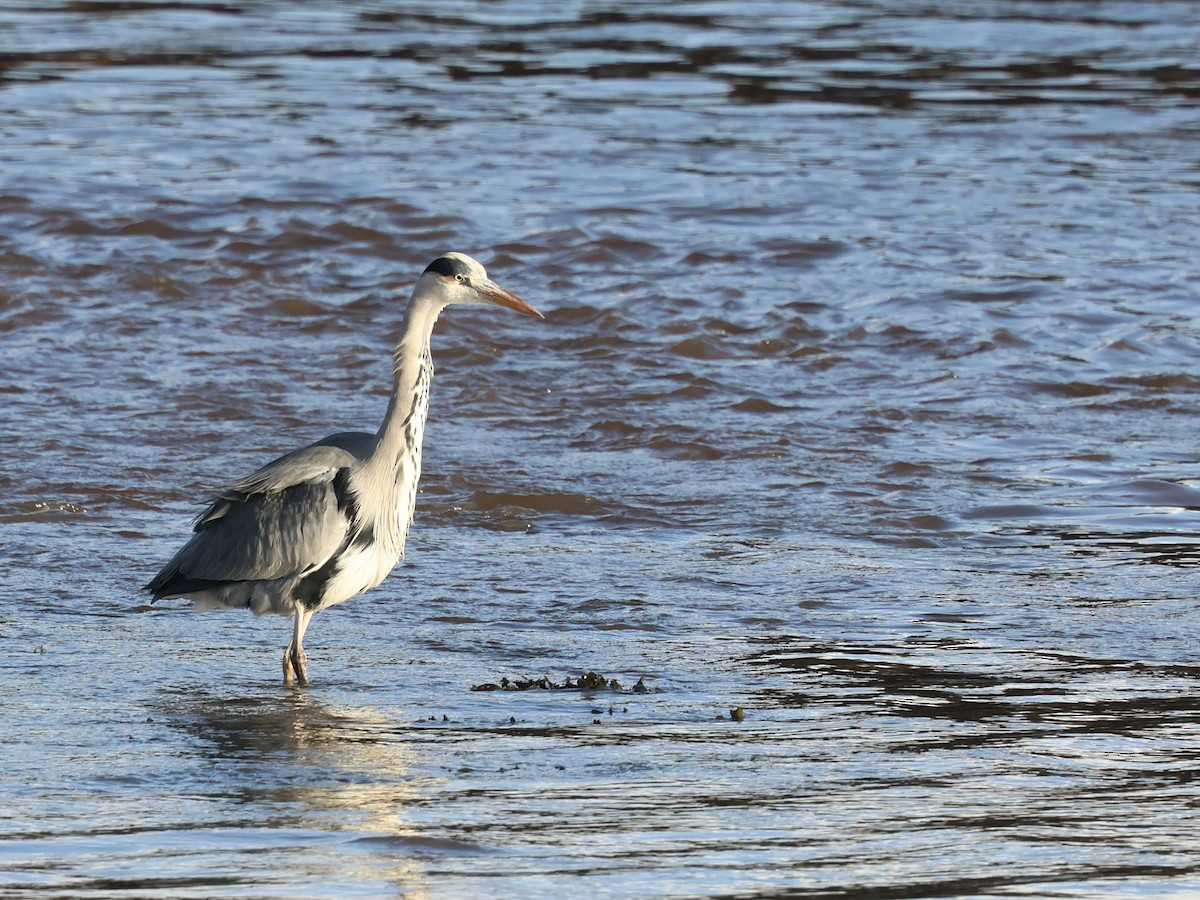 gråhegre - ML646239172