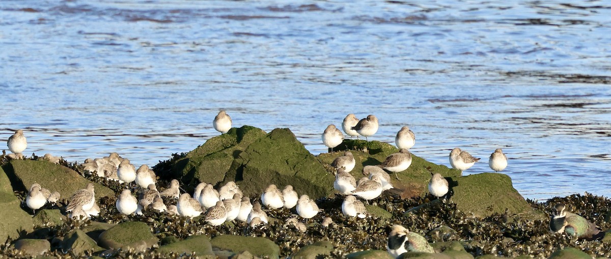 Dunlin - ML646239179