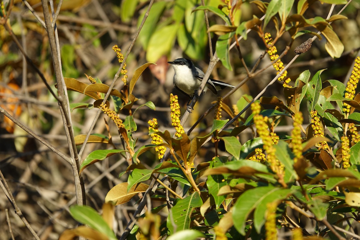 Tropical Gnatcatcher - ML646239180