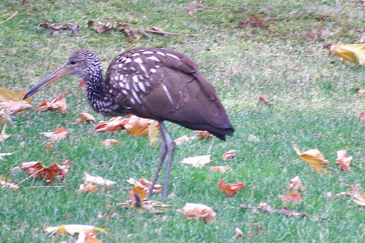 Limpkin - ML646239181