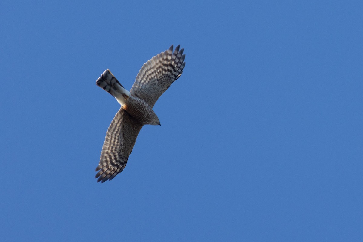 Sharp-shinned Hawk - ML646239182