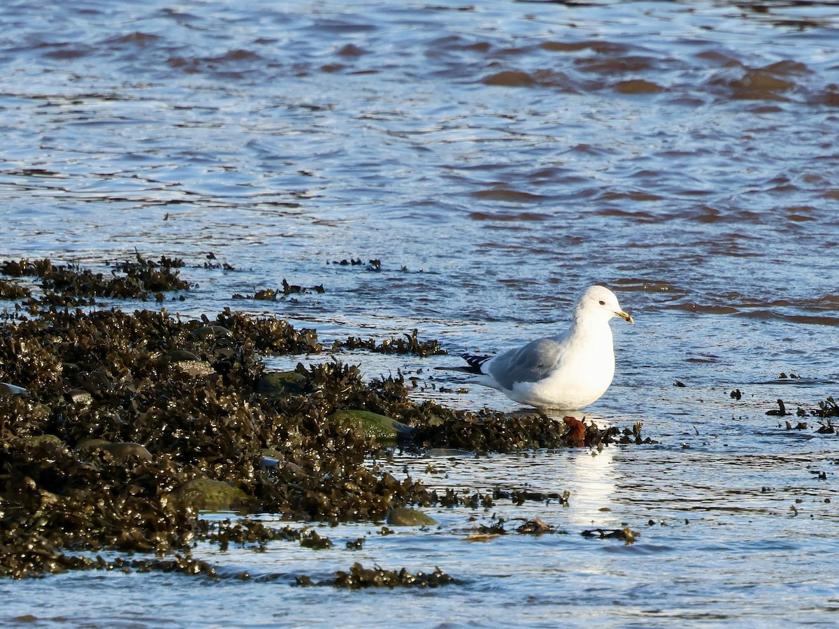 Common Gull - ML646239188