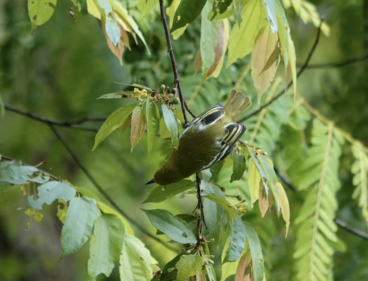 Common Iora - ML646239203