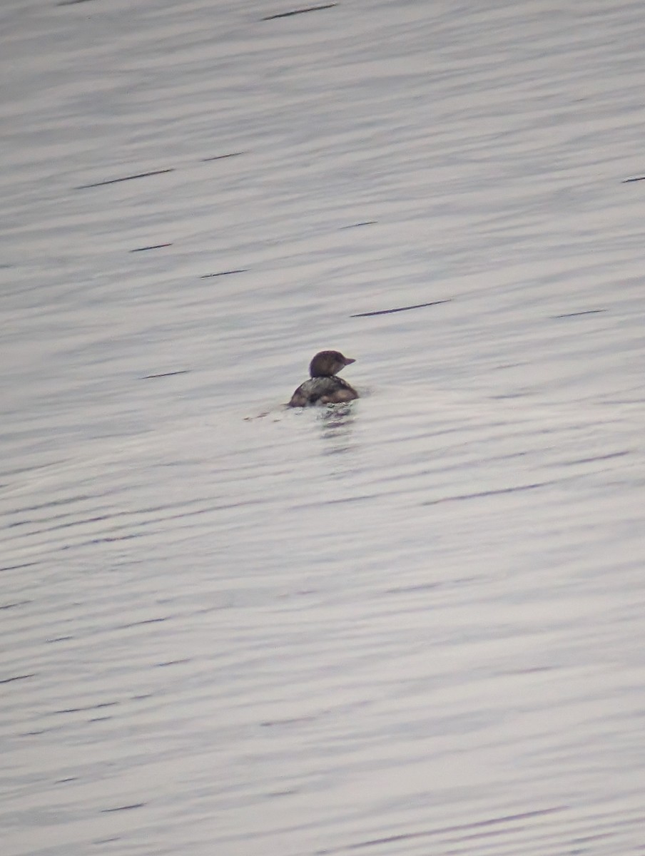 Pied-billed Grebe - ML646239207