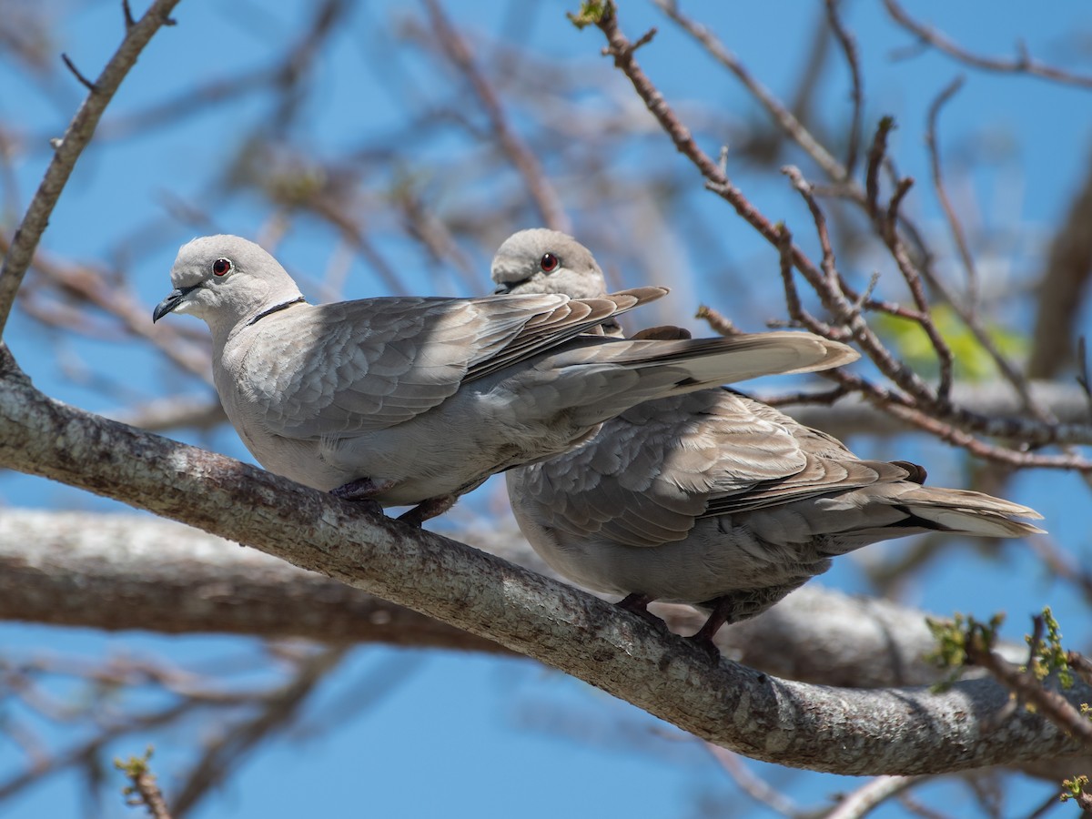 Eurasian Collared-Dove - ML646239214