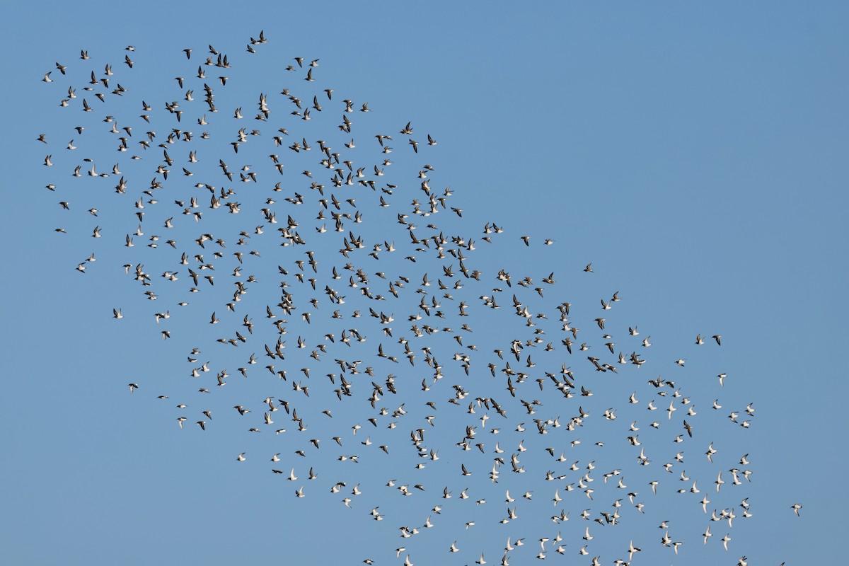 Dunlin - ML646239217