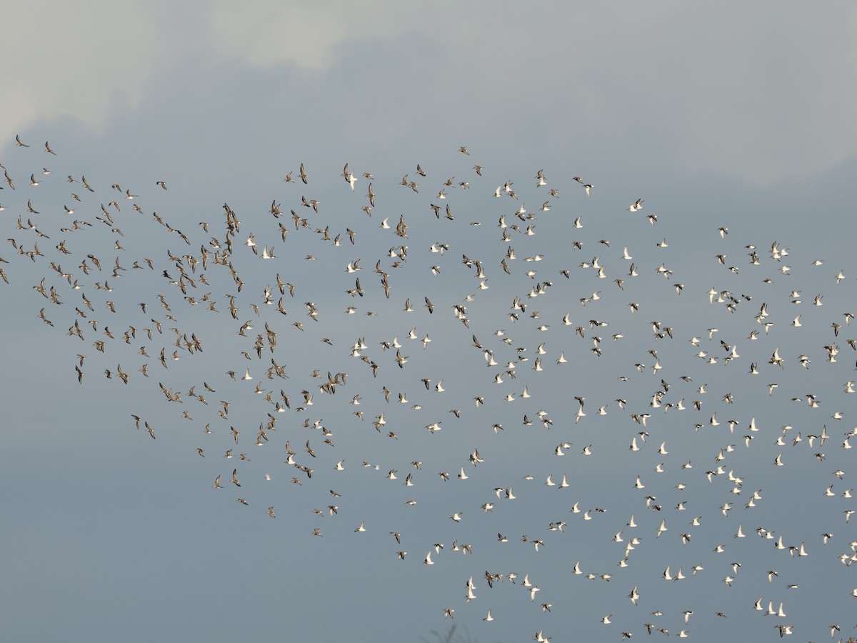 Dunlin - ML646239223