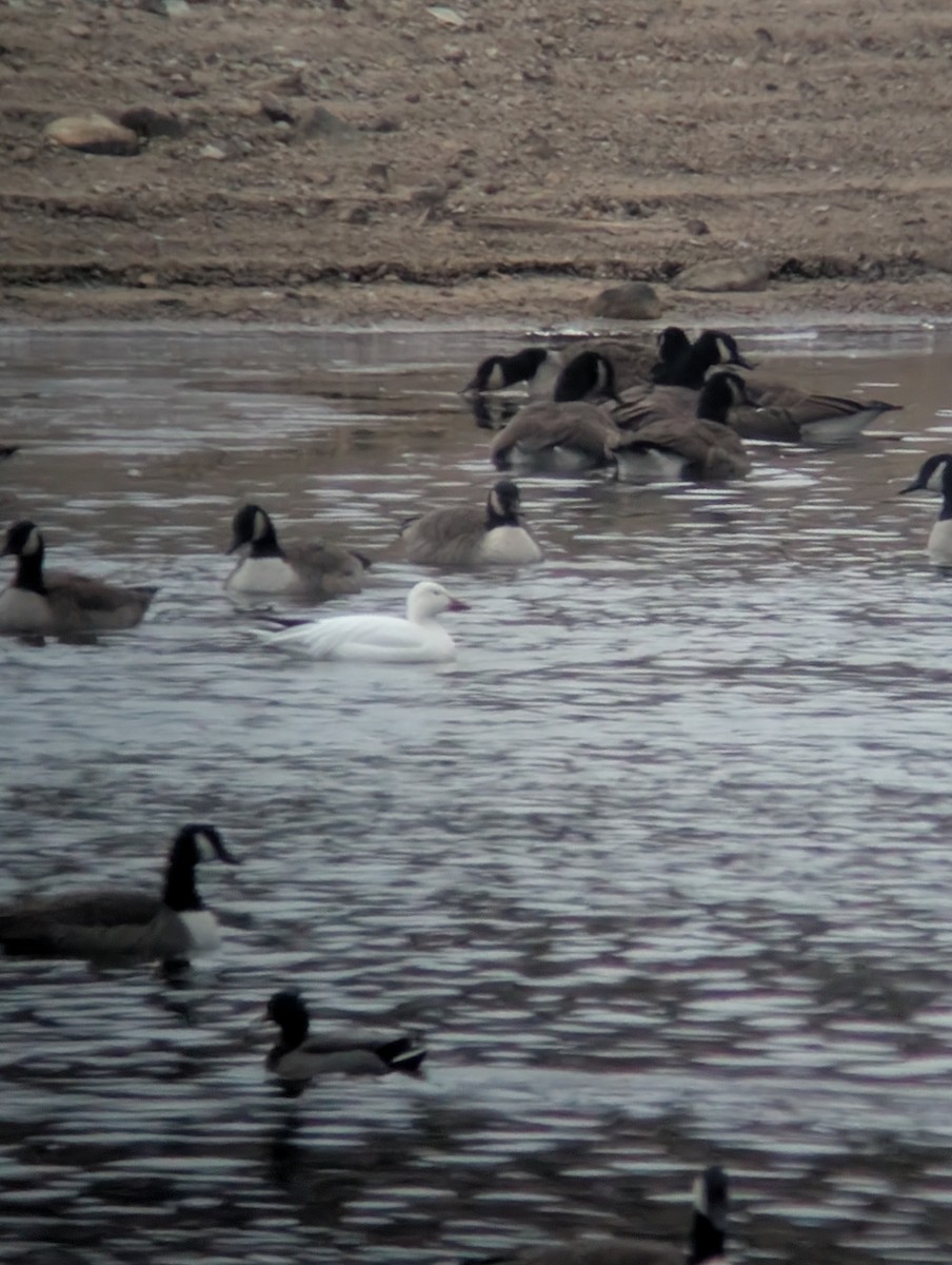 Цасны галуу - ML646239227