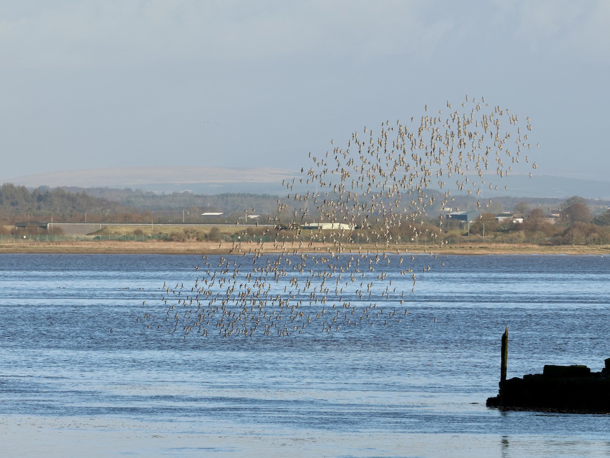 Dunlin - ML646239231