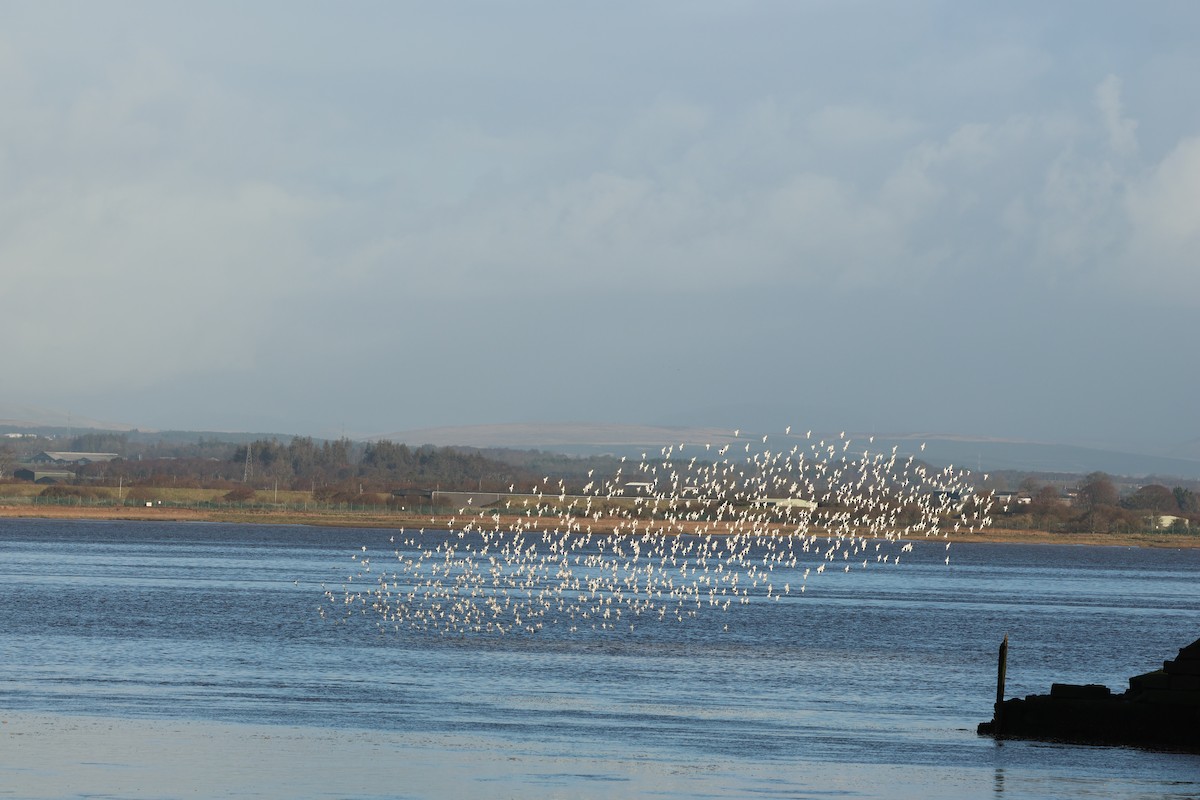 Dunlin - ML646239234