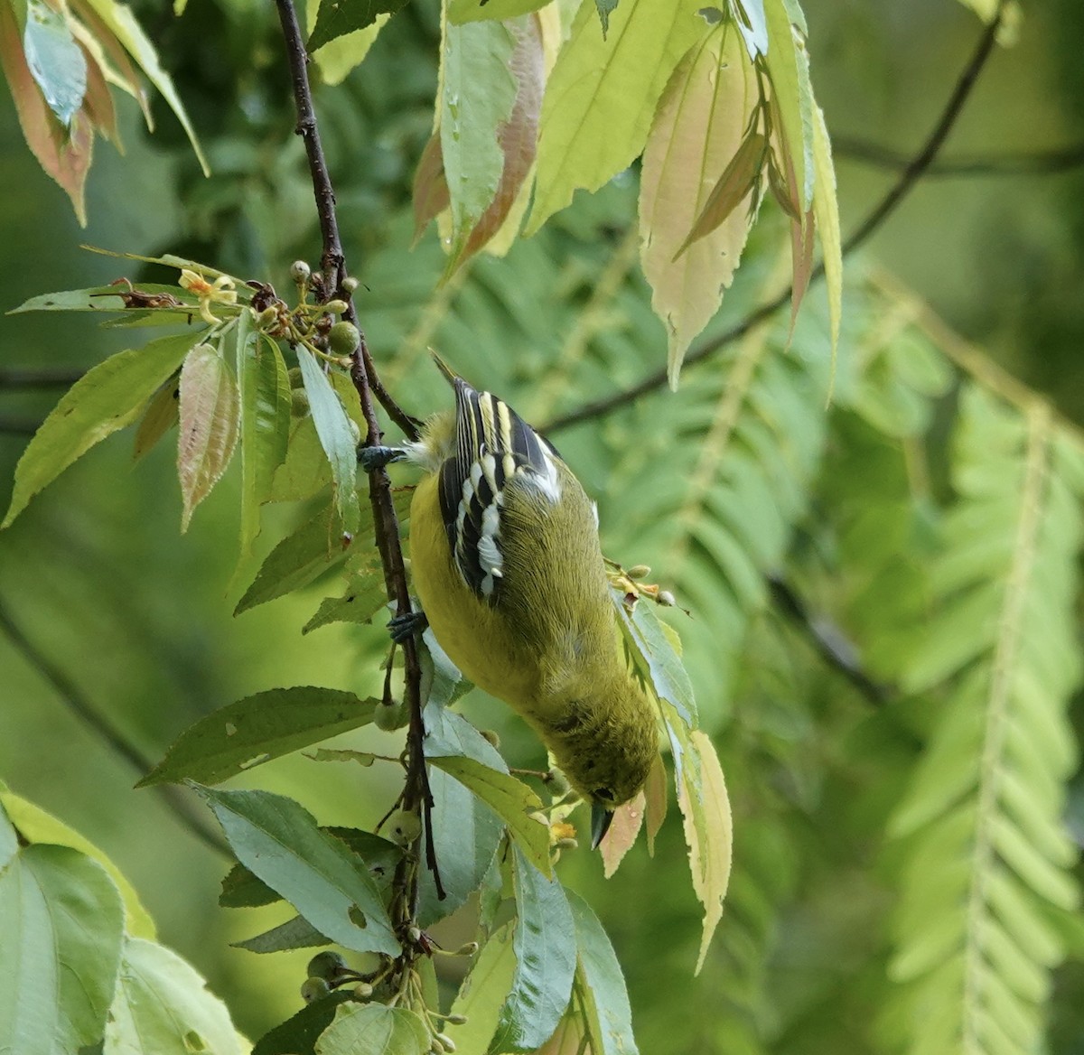 Common Iora - ML646239245