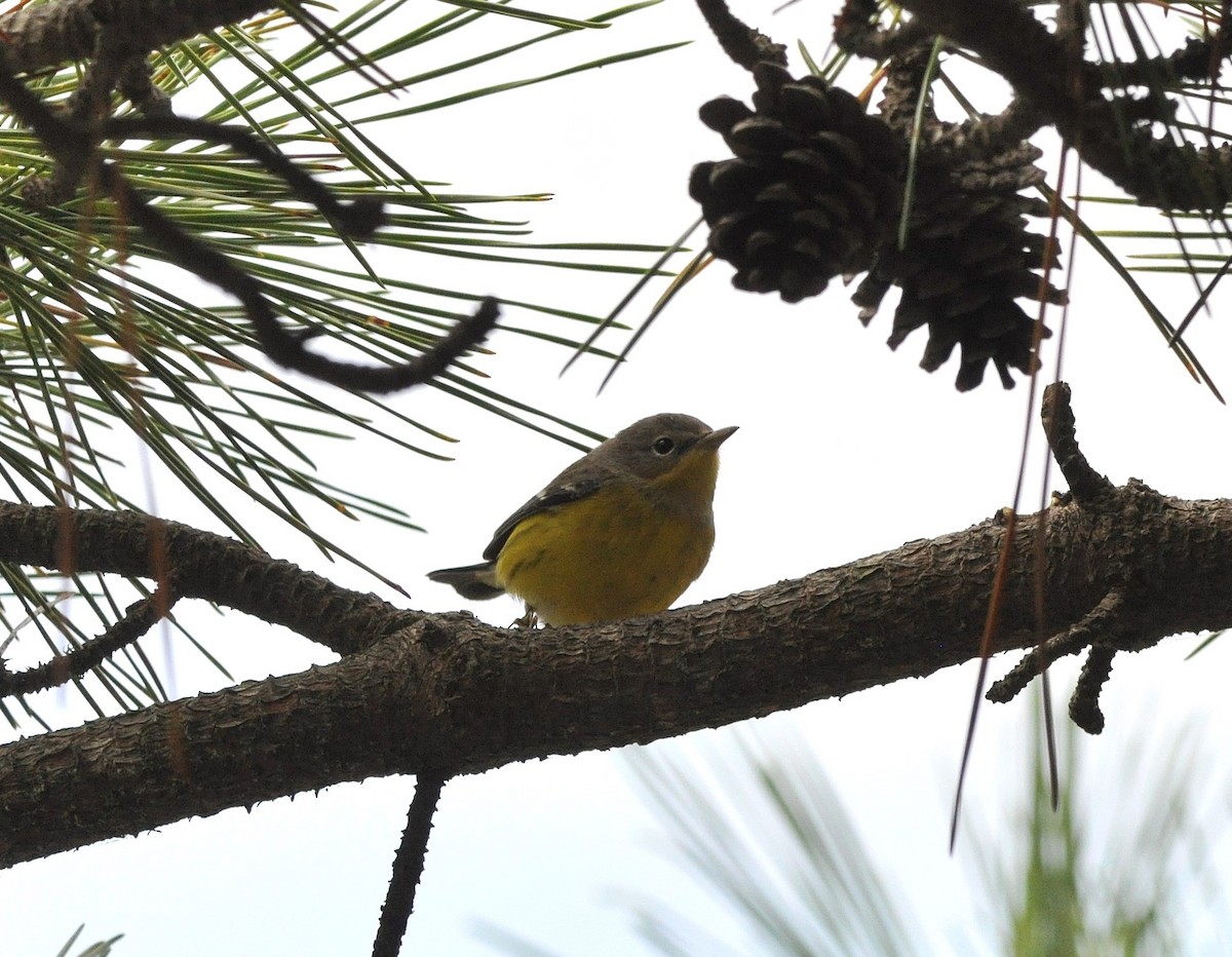 Magnolia Warbler - ML646239246