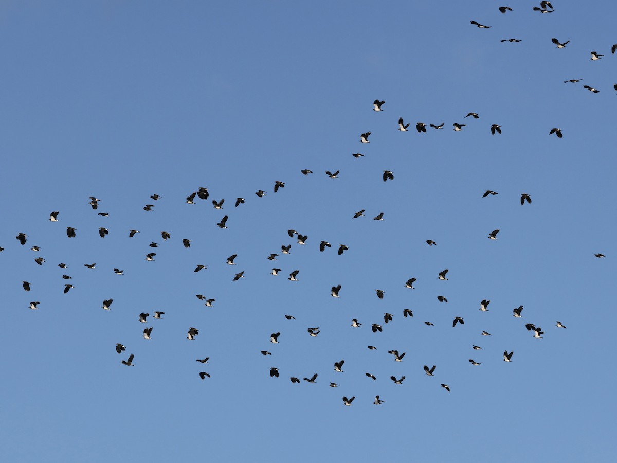 Northern Lapwing - ML646239263