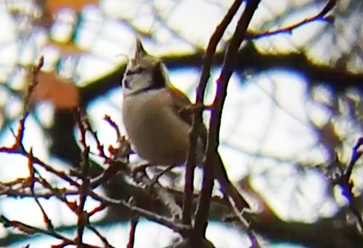 Crested Tit - ML646239264