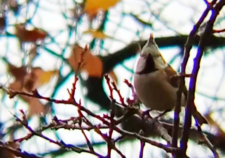 Crested Tit - ML646239265