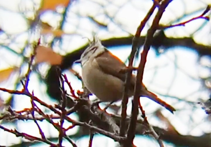 Crested Tit - ML646239266