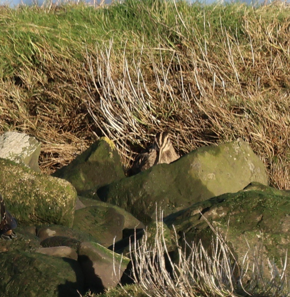 חרטומית ביצות - ML646239271